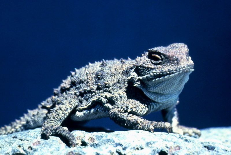 Pygmy Horned  Lizard.jpg