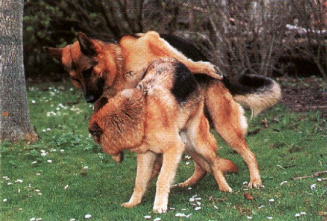 GSD mating2.jpg