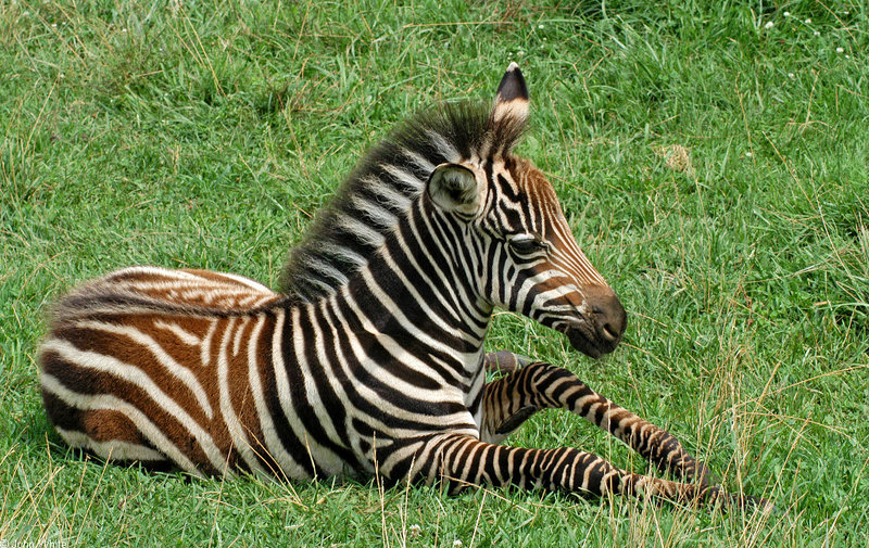 Burchell\'s Zebra (Equus burchelli).jpg