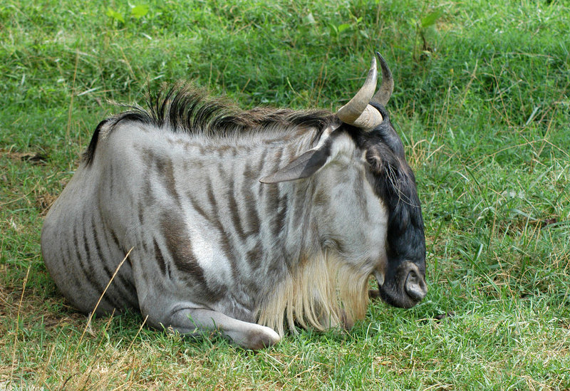Wildebeest (Connochaetes taurinus).jpg