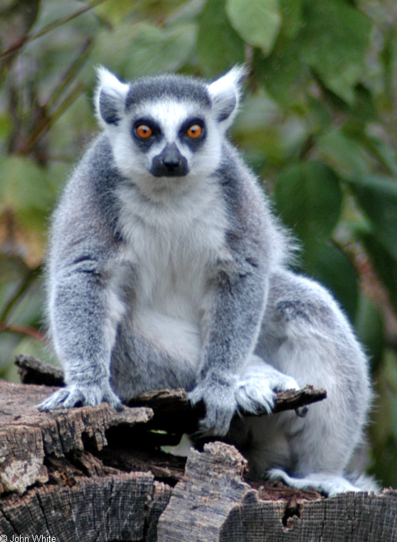 Ring Tailed Lemur (Lemur catta).jpg