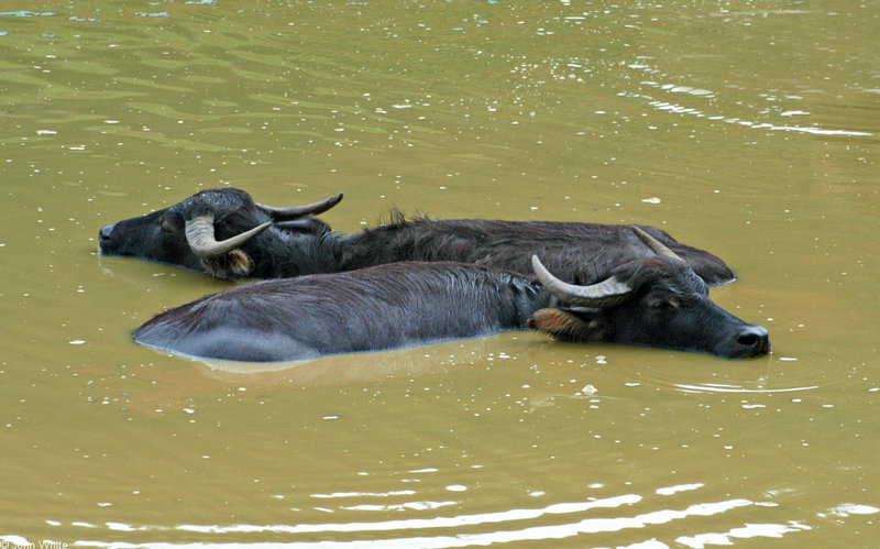 Water Buffalo (Bubalus arnee).jpg