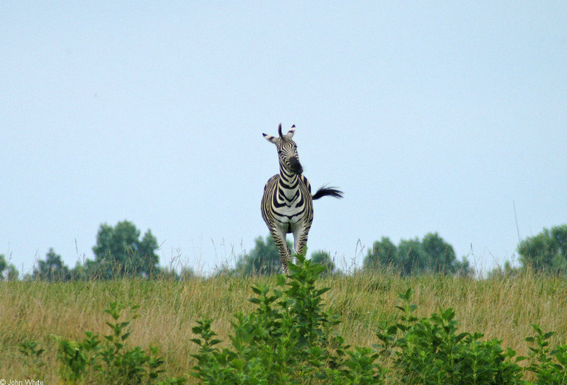 Burchell\'s Zebra (Equus burchelli)0033.jpg