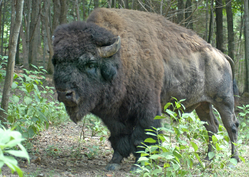 Bison (Bison bison).jpg