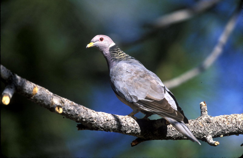 WO2468  Band-tailed Pigeon.jpg