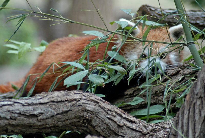 Red Panda (Ailurus fulgens)45656.jpg