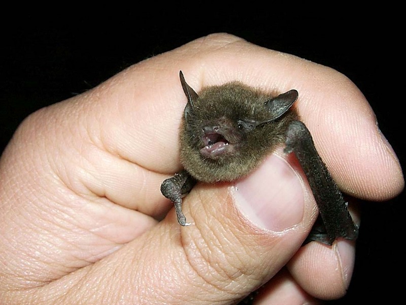 Indiana Bat.jpg