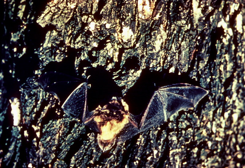 Little Brown Bats.jpg