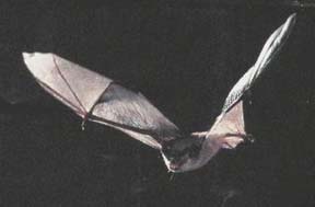 Bat, gray (A04J).jpg
