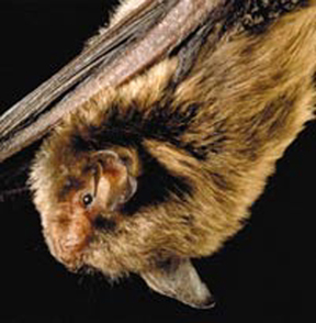 Bat, Indiana (A000).jpg