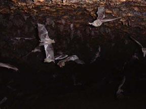 Bat, lesser long-nosed (A0AD).jpg