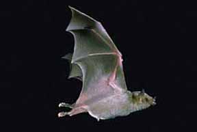 Bat, Mexican long-nosed (A0AE).jpg
