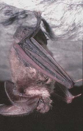 Bat, Ozark big-eared (A075).jpg