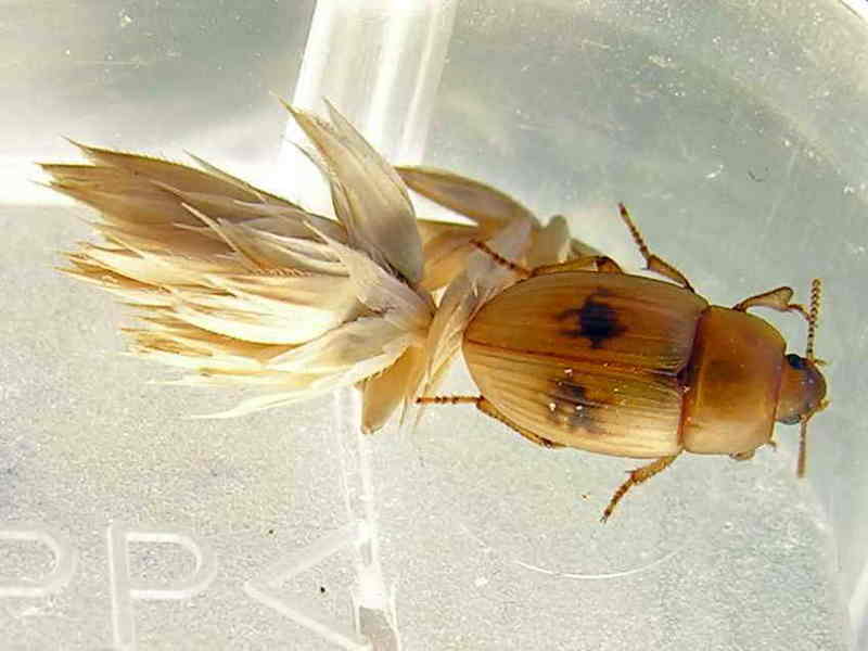 escaravello010eue.jpg