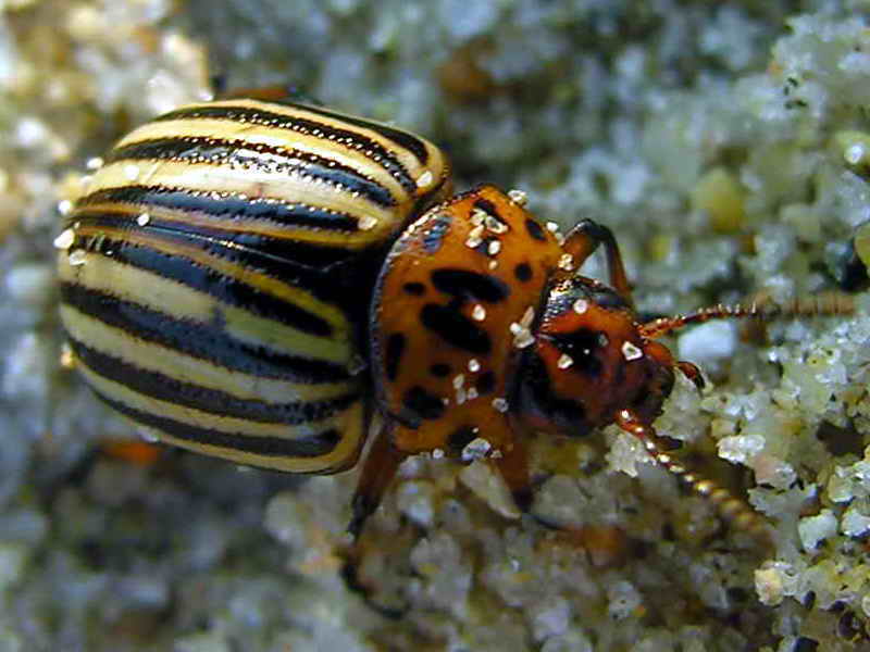 escaravello051eue.jpg
