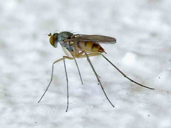 mosquito067eue.jpg