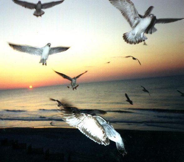 seagull flight.jpg