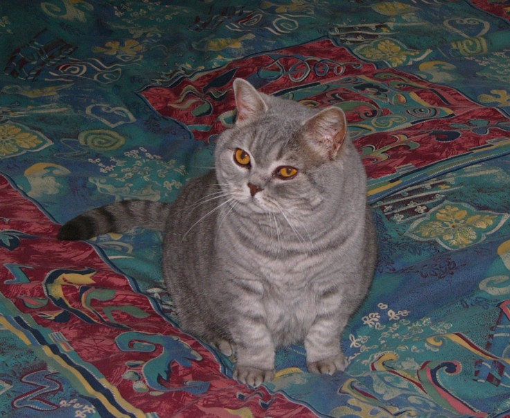 toby 3.jpg