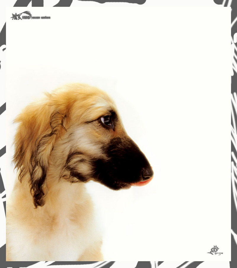 IMG BitScan-Love Dogs-010.jpg