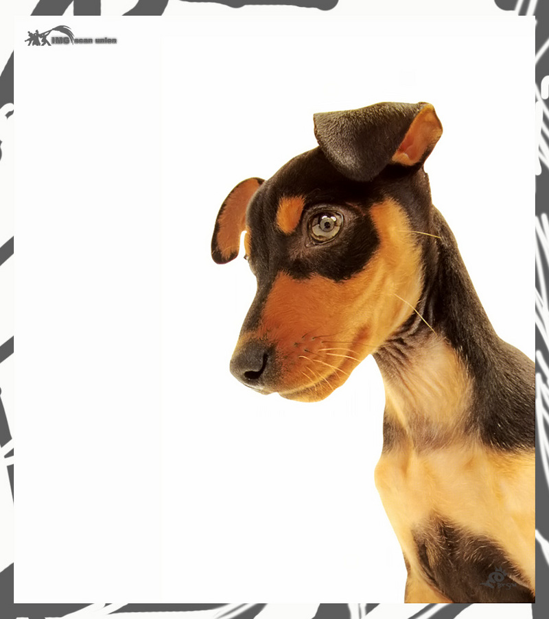 IMG BitScan-Love Dogs-012.jpg