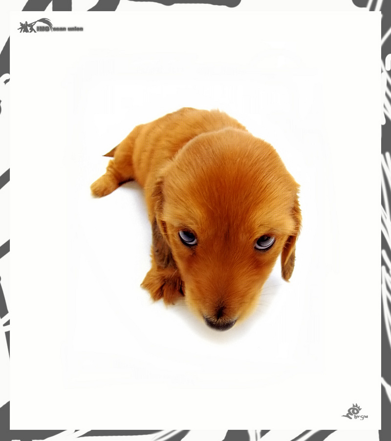 IMG BitScan-Love Dogs-015.jpg