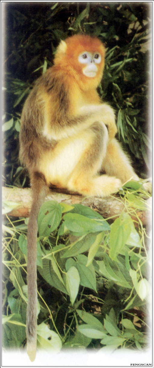 IMG Fengscan-Animal-001-Golden-Haired Monkey.jpg