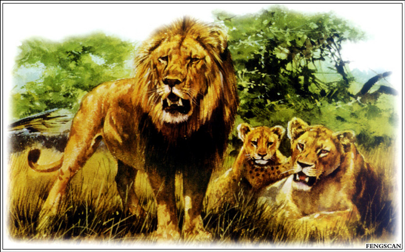 IMG Fengscan-Animal-002-African Lion.jpg