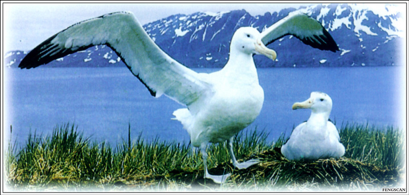 IMG Fengscan-Animal-006-The South Pole Albatross.jpg