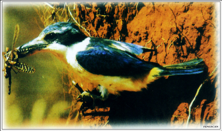 IMG Fengscan-Animal-007-Oceania Kingfisher.jpg