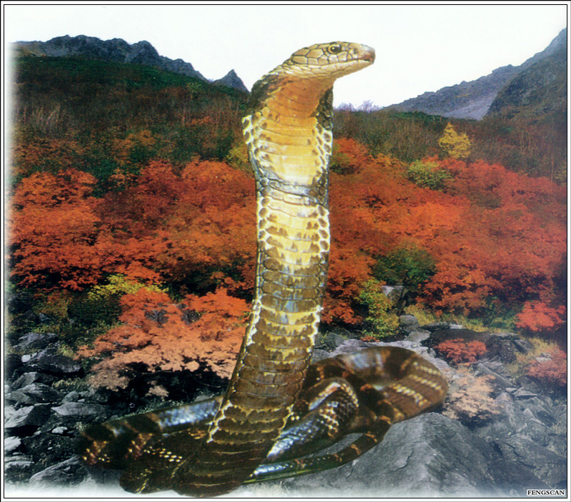 IMG Fengscan-Animal-008-Cobra.jpg