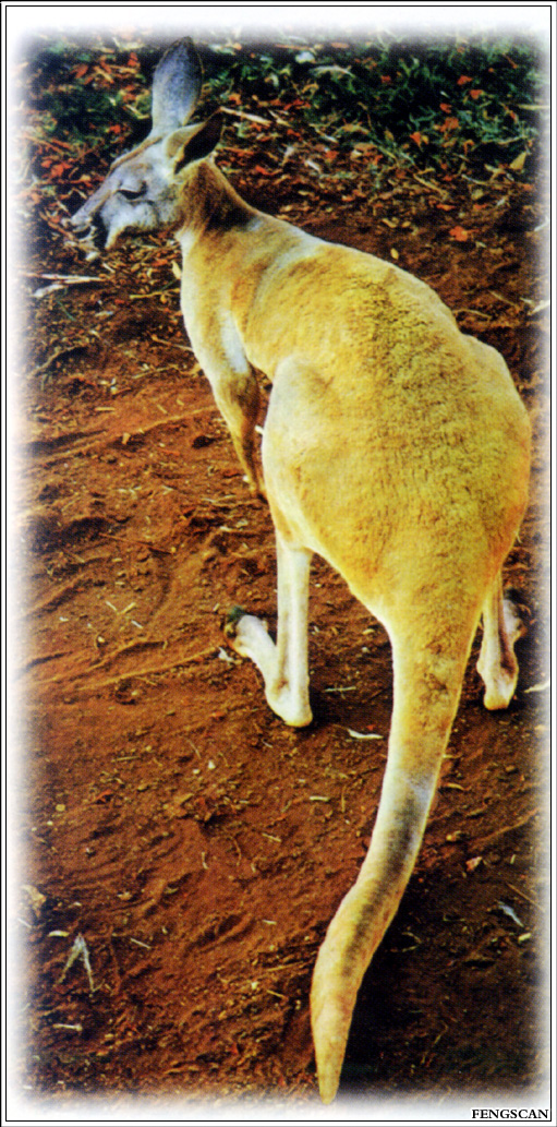 IMG Fengscan-Animal-010-Oceania Kangaroo.jpg