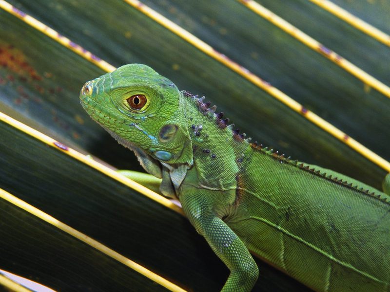 Baby Green Iguana.jpg
