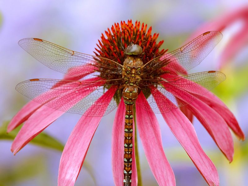 Dragonfly on a Coneflower Washington.jpg