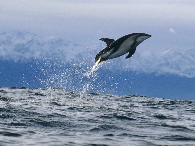 Dusky Dolphin New Zealand.jpg