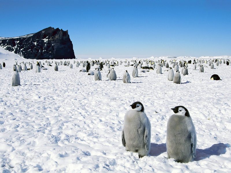 Emperor Penguins Antarctica.jpg