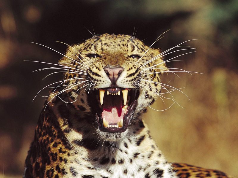 Fangs Amur Leopard.jpg