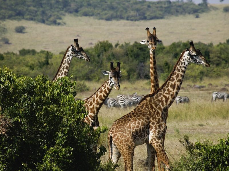 Giraffes Masai Mara Game Reserve Kenya.jpg