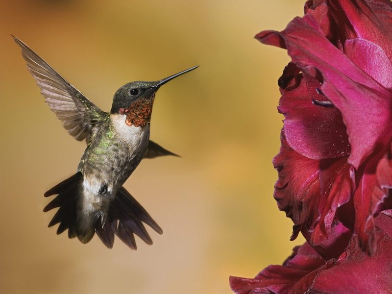 Male Ruby-Throated Hummingbird.jpg