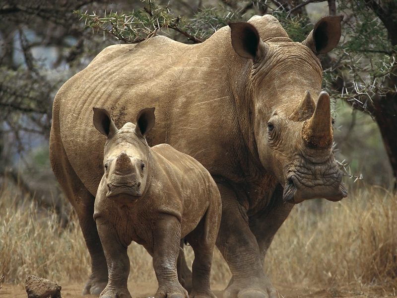 White Rhinoceros Kenya Africa.jpg