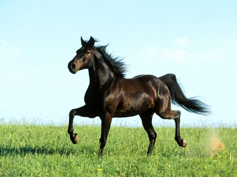  Distant Thunder , Missouri Foxtrotter.jpg