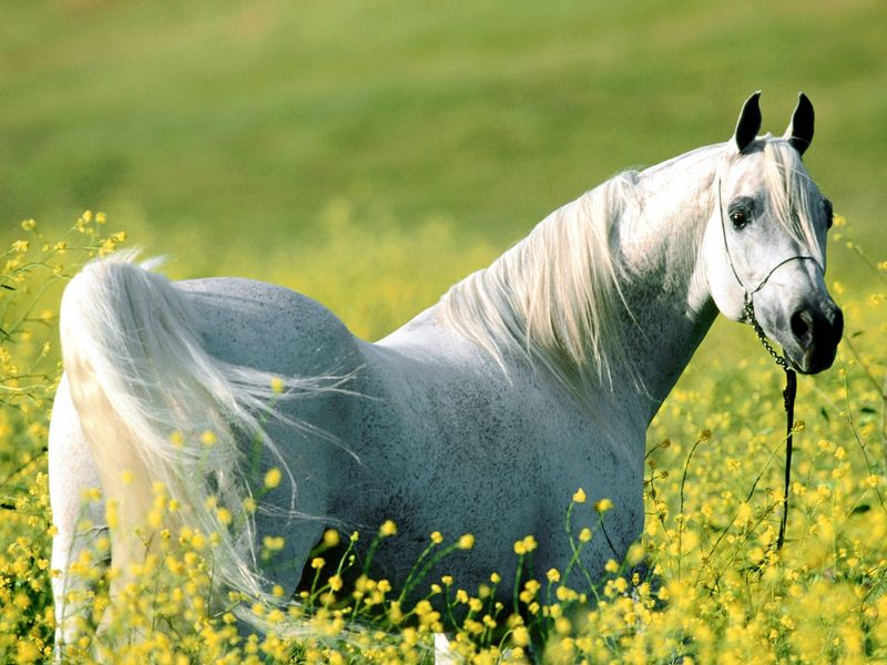 Among the Fields of Gold, Arabian Stallion.jpg