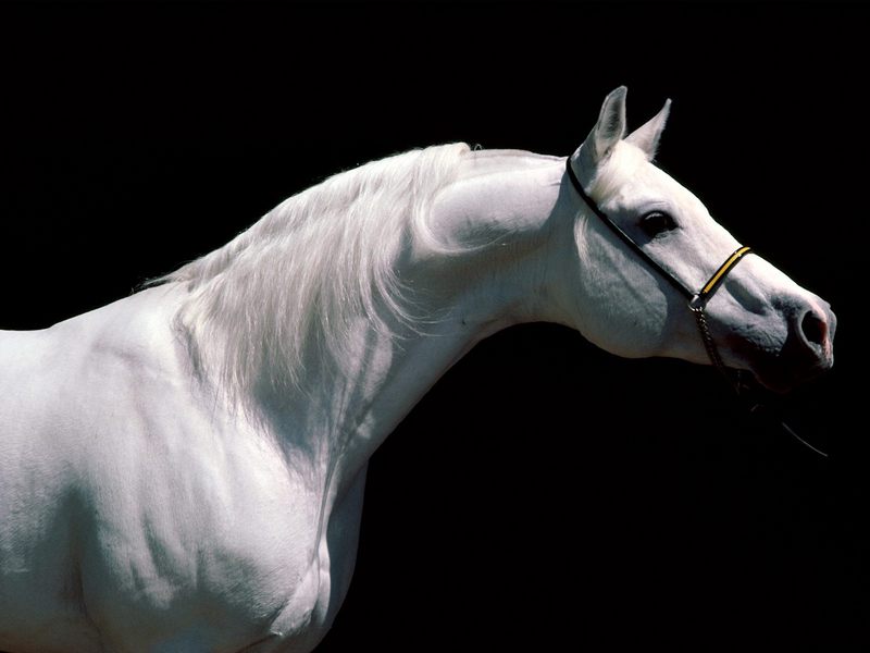 Arabian Stallion.jpg