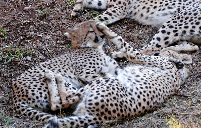 Cheetah045.jpg