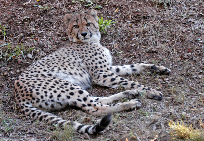 Cheetah047.jpg
