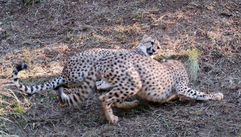 Cheetah053.jpg