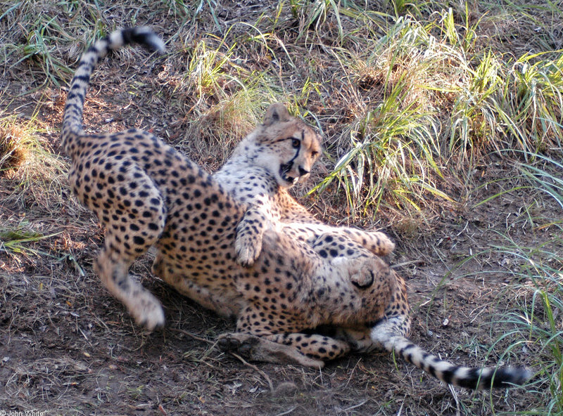 Cheetah071.jpg