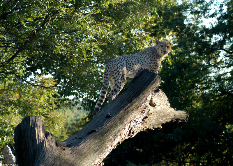Cheetah072.jpg