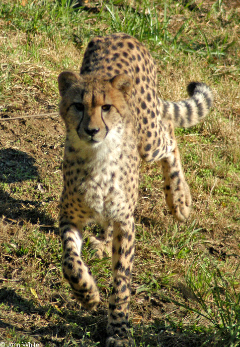 Cheetah076.jpg