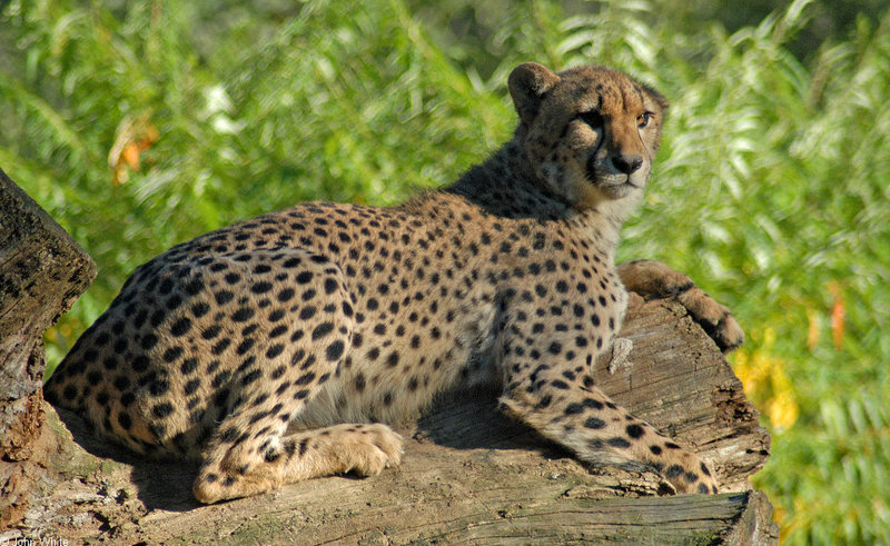 Cheetah078.jpg