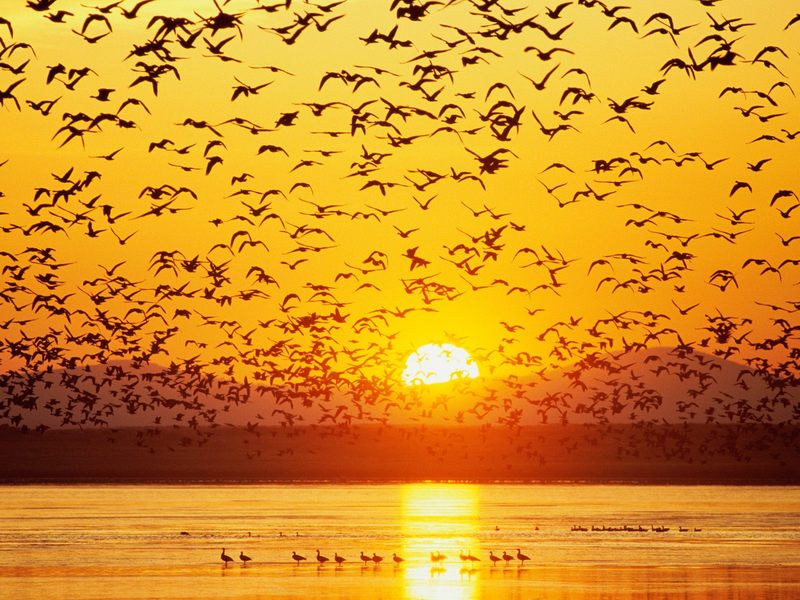 Canada Geese, Tule Lake, National Wildlife Refuge, California.jpg